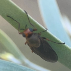 Inopus rubriceps at Coolo Park - 8 Mar 2024