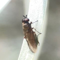 Australoactina sp. (genus) (Soldier fly) at Weston, ACT - 8 Mar 2024 by Hejor1