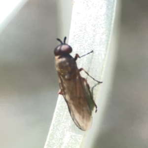 Australoactina sp. (genus) at Coolo Park - 8 Mar 2024