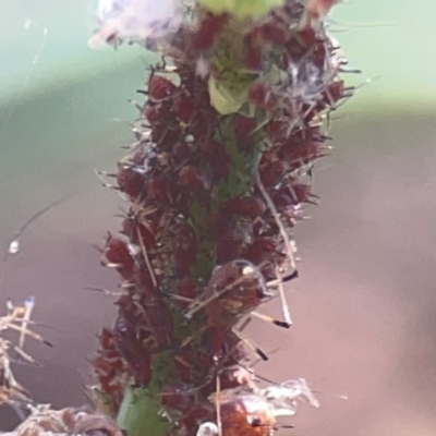 Uroleucon (Uroleucon) sonchi (Sow-thistle Aphid) at Weston, ACT - 8 Mar 2024 by Hejor1