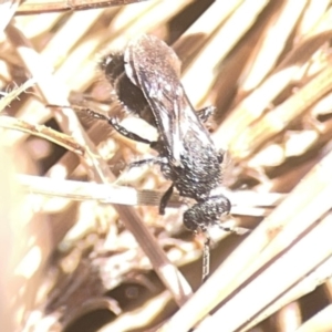 Mutillidae (family) at Coolo Park - 8 Mar 2024