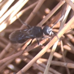 Mutillidae (family) at Coolo Park - 8 Mar 2024 02:31 PM