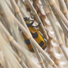 Coccinella transversalis at Coolo Park - 8 Mar 2024 02:31 PM