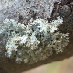 Usnea sp. (genus) (Bearded lichen) at Weston, ACT - 8 Mar 2024 by Hejor1