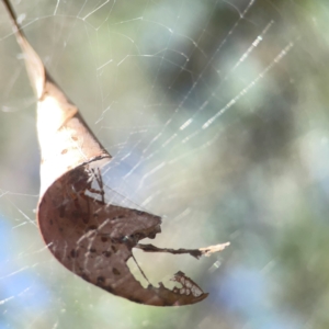 Araneidae (family) at Coolo Park - 8 Mar 2024 02:34 PM