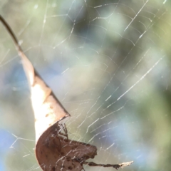 Araneidae (family) at Coolo Park - 8 Mar 2024