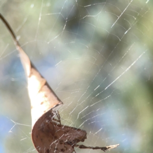 Araneidae (family) at Coolo Park - 8 Mar 2024 02:34 PM