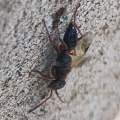 Apocrita (suborder) (Unidentified wasp) at Weston, ACT - 8 Mar 2024 by Hejor1