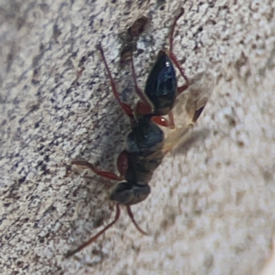 Apocrita (suborder) (Unidentified wasp) at Coolo Park - 8 Mar 2024 by Hejor1