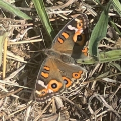 Junonia villida (Meadow Argus) at Weston, ACT - 8 Mar 2024 by Hejor1