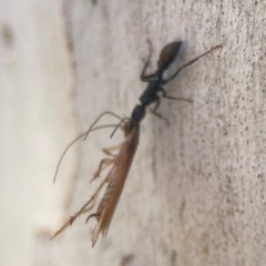 Myrmecia sp. (genus) at Coolo Park - 8 Mar 2024