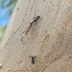 Blattidae sp. (family) (Unidentified blattid cockroach) at Weston, ACT - 8 Mar 2024 by Hejor1
