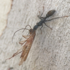 Blattidae sp. (family) at Coolo Park - 8 Mar 2024 02:50 PM