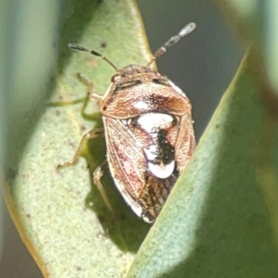 Menida plebeia (Shield Bug) at Weston, ACT - 8 Mar 2024 by Hejor1