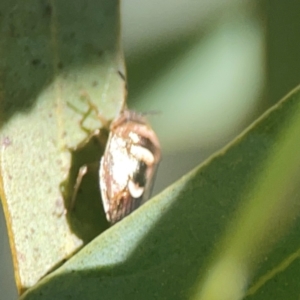 Menida plebeia at Coolo Park - 8 Mar 2024