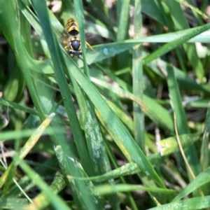 Vespula germanica at Mount Ainslie to Black Mountain - 5 Mar 2024 02:53 PM