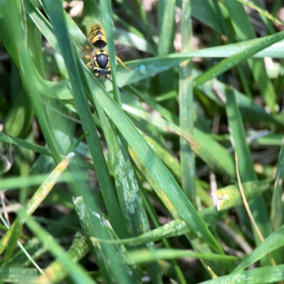 Vespula germanica (German Yellowjacket Wasp (also known as European Wasp)) at Jerrabomberra Wetlands - 5 Mar 2024 by Hejor1