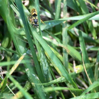 Vespula germanica (European wasp) at Mount Ainslie to Black Mountain - 5 Mar 2024 by Hejor1