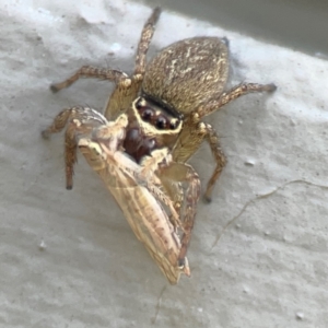 Cicadellidae (family) at Mount Ainslie to Black Mountain - 5 Mar 2024