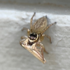 Cicadellidae (family) at Mount Ainslie to Black Mountain - 5 Mar 2024