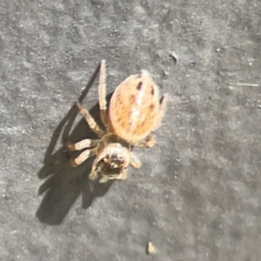 Opisthoncus sp. (genus) at Mount Ainslie to Black Mountain - 5 Mar 2024