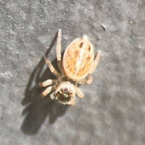 Opisthoncus sp. (genus) at Mount Ainslie to Black Mountain - 5 Mar 2024