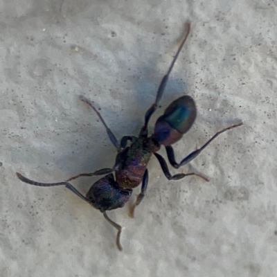 Rhytidoponera sp. (genus) (Rhytidoponera ant) at Mount Ainslie to Black Mountain - 5 Mar 2024 by Hejor1