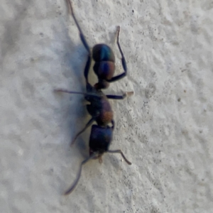 Rhytidoponera sp. (genus) at Mount Ainslie to Black Mountain - 5 Mar 2024