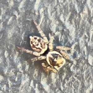 Maratus griseus at Mount Ainslie to Black Mountain - 5 Mar 2024 03:08 PM