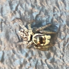 Maratus griseus at Mount Ainslie to Black Mountain - 5 Mar 2024