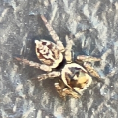 Maratus griseus at Mount Ainslie to Black Mountain - 5 Mar 2024