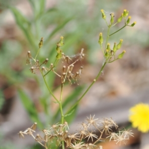 Senecio hispidulus at Lower Cotter Catchment - 6 Mar 2024 10:45 AM