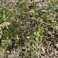 Crataegus monogyna (Hawthorn) at Aranda Bushland - 8 Mar 2024 by KMcCue