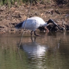 Threskiornis molucca (Australian White Ibis) at Dickson Wetland Corridor - 7 Mar 2024 by AlisonMilton