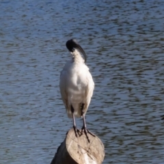 Threskiornis molucca at Dickson Wetland Corridor - 7 Mar 2024 08:47 AM