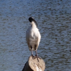 Threskiornis molucca at Dickson Wetland Corridor - 7 Mar 2024