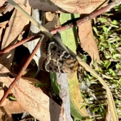 Proteuxoa sanguinipuncta (Blood-spotted Noctuid) at Aranda Bushland - 8 Mar 2024 by KMcCue