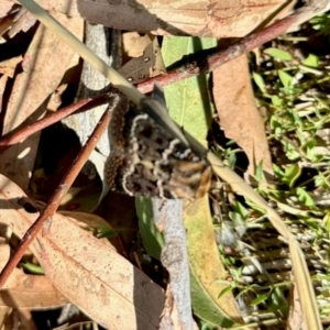 Proteuxoa sanguinipuncta at Aranda Bushland - 8 Mar 2024