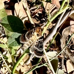 Proteuxoa sanguinipuncta at Aranda Bushland - 8 Mar 2024