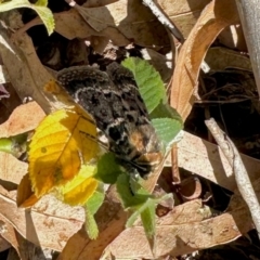 Proteuxoa sanguinipuncta at Aranda Bushland - 8 Mar 2024