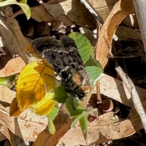 Proteuxoa sanguinipuncta at Aranda Bushland - 8 Mar 2024