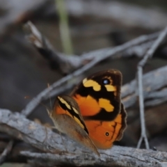 Heteronympha merope at Mount Ainslie - 8 Mar 2024 05:24 PM