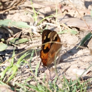 Heteronympha merope at Mount Ainslie - 8 Mar 2024 05:24 PM