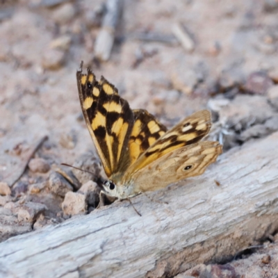 Heteronympha paradelpha (Spotted Brown) at Pialligo, ACT - 8 Mar 2024 by JimL