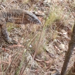 Varanus rosenbergi (Heath or Rosenberg's Monitor) at Mount Majura - 8 Mar 2024 by mvos