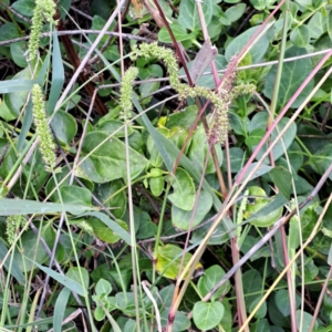 Setaria verticillata at Watson Green Space - 20 Feb 2024