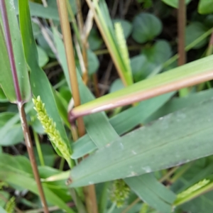 Setaria verticillata at Watson Green Space - 20 Feb 2024