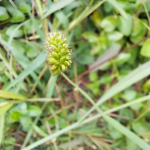 Setaria verticillata at Watson Green Space - 20 Feb 2024