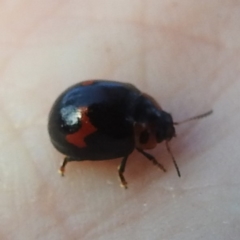 Orcus bilunulatus (Ladybird beetle) at Lions Youth Haven - Westwood Farm A.C.T. - 8 Mar 2024 by HelenCross