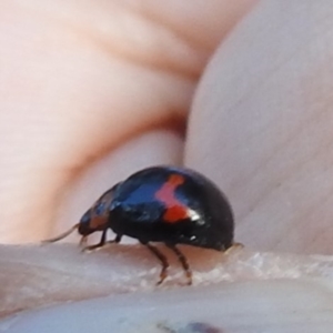 Orcus bilunulatus at Lions Youth Haven - Westwood Farm A.C.T. - 8 Mar 2024 05:19 PM